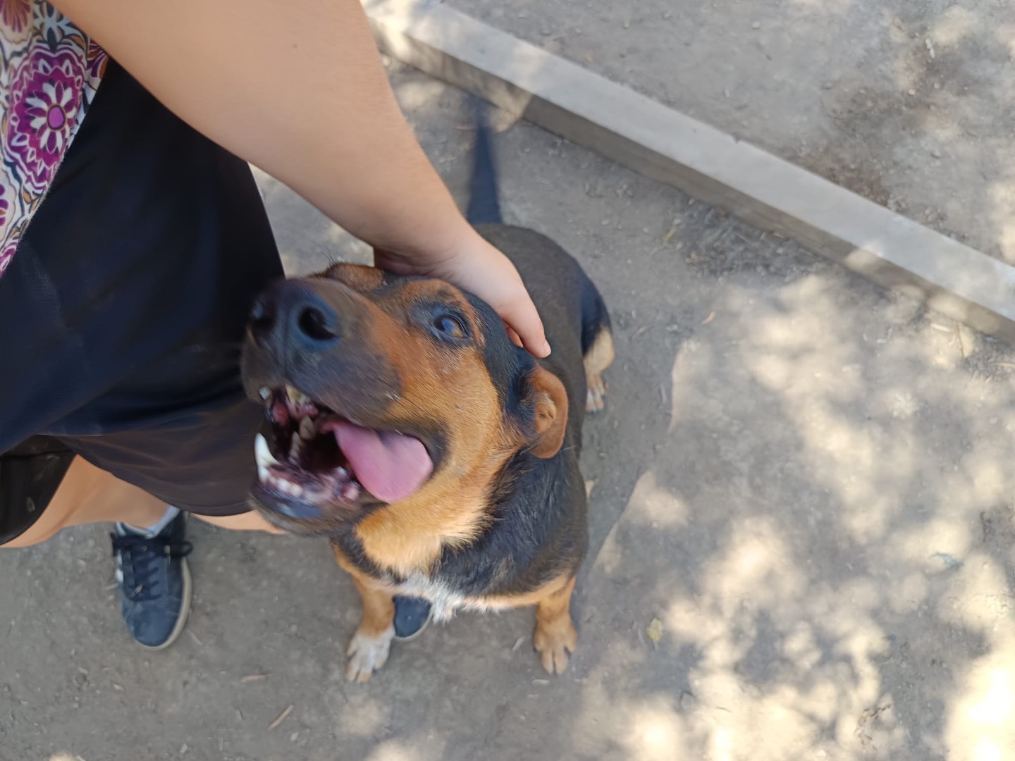Adotta un cane, taglia media, maschio, Avellino