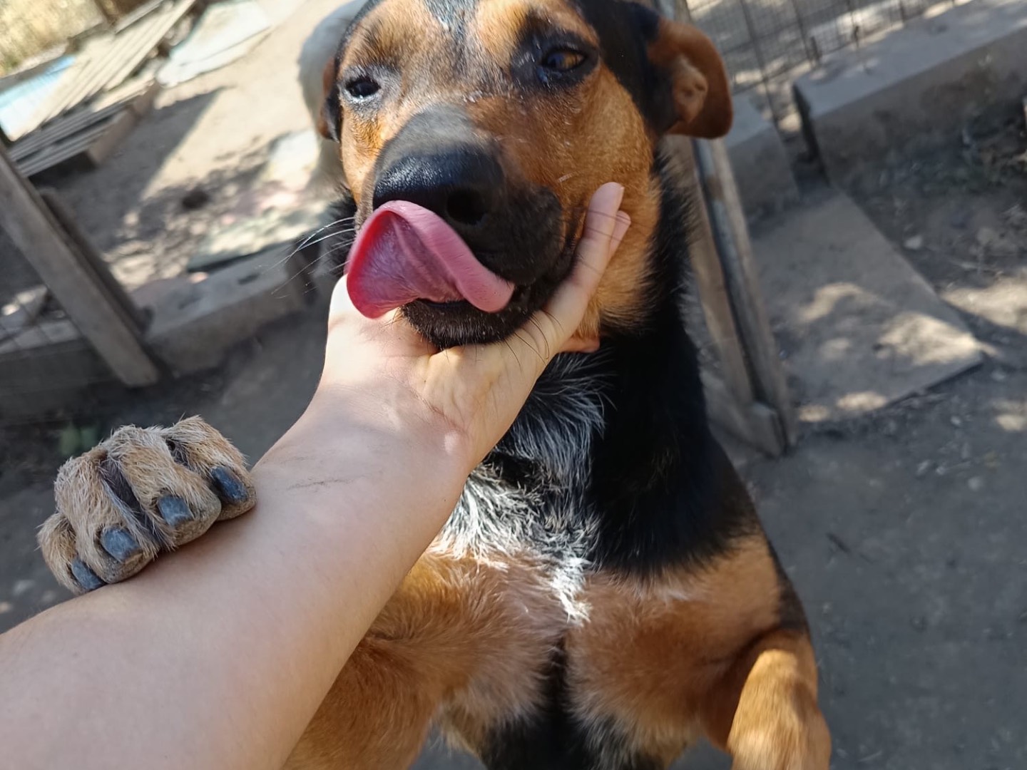 Vuoi adottare un cane a Avellino?