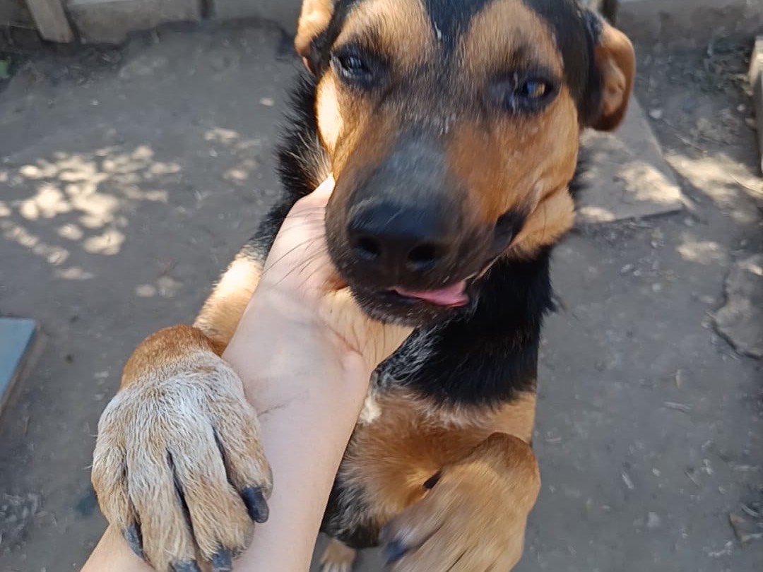 Adotta il cane Gennarino a Avellino
