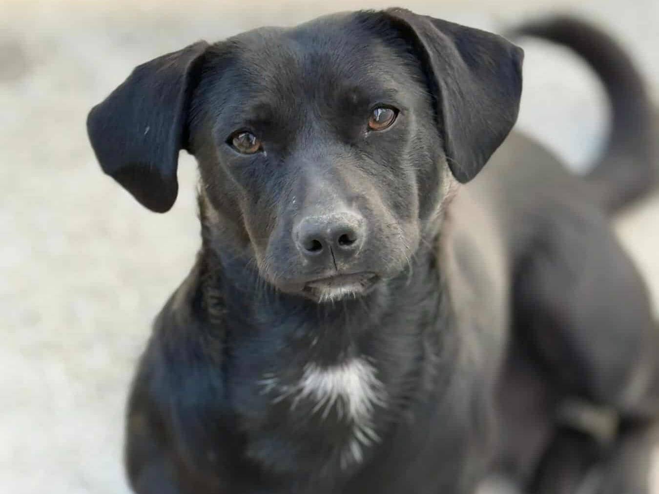 Adozione cane, femmina, Razza sconosciuta Razza sconosciuta, 1 anno e 4 mesi, taglia media contenuta, Firenze