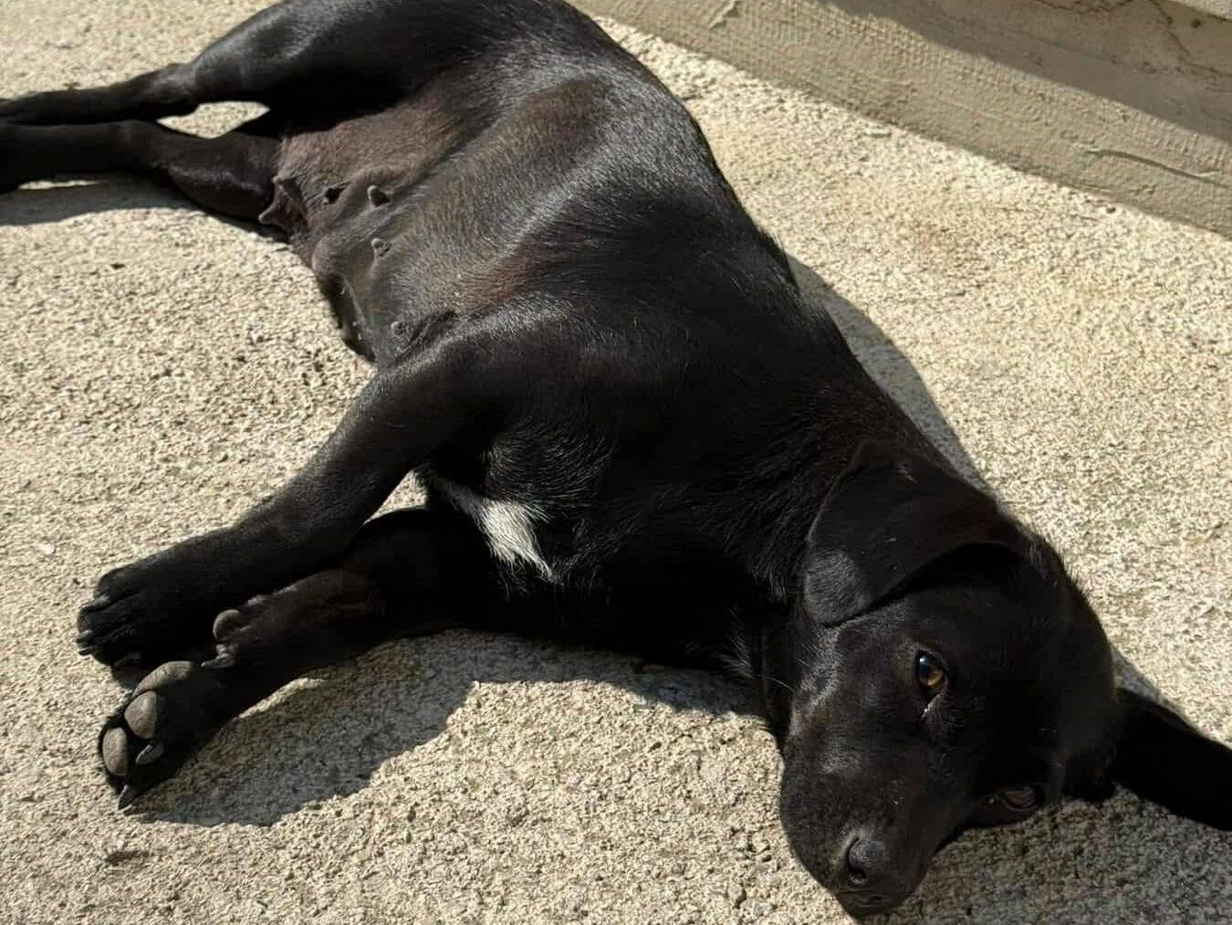 Adotta un cane, femmina, 1 anno e 4 mesi, Firenze