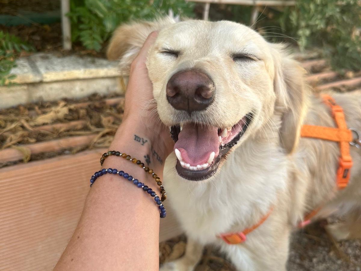Adozione cane, femmina, Labrador Retriever Razza sconosciuta, 1 anno e 4 mesi, taglia media contenuta, Teramo