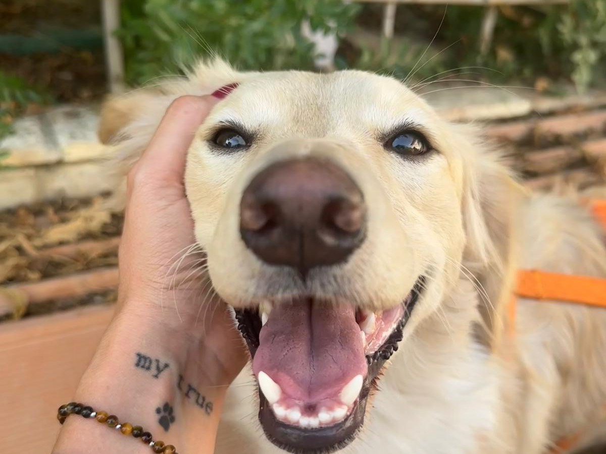 Adotta un cane, femmina, 1 anno e 4 mesi, Teramo