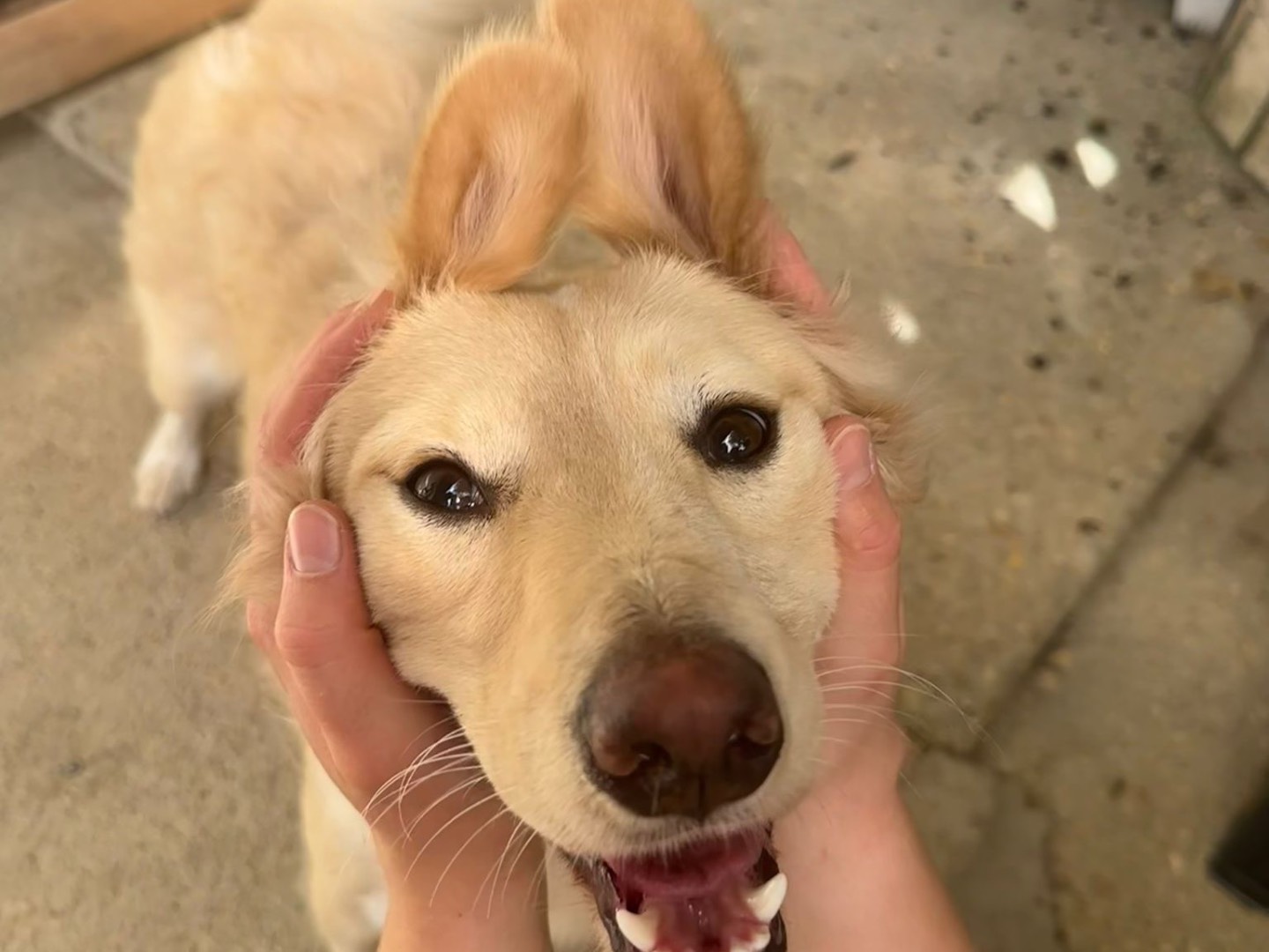 Adotta un cane, taglia media contenuta, femmina, Teramo