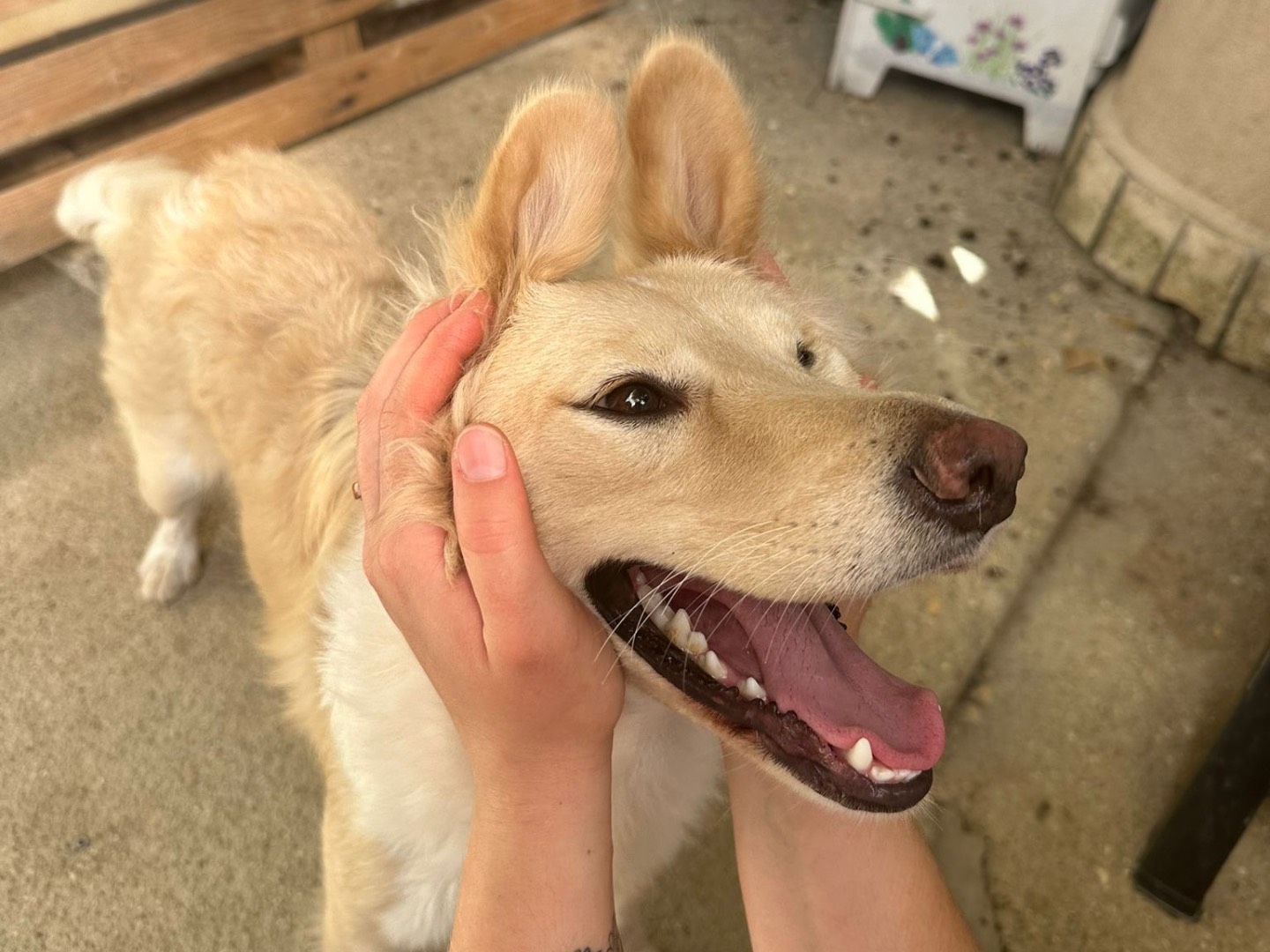 Vuoi adottare un cane a Teramo?