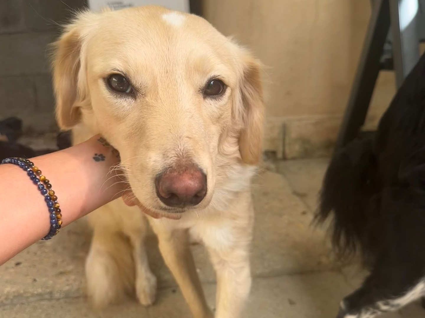 Adotta il cane Brioche  a Teramo