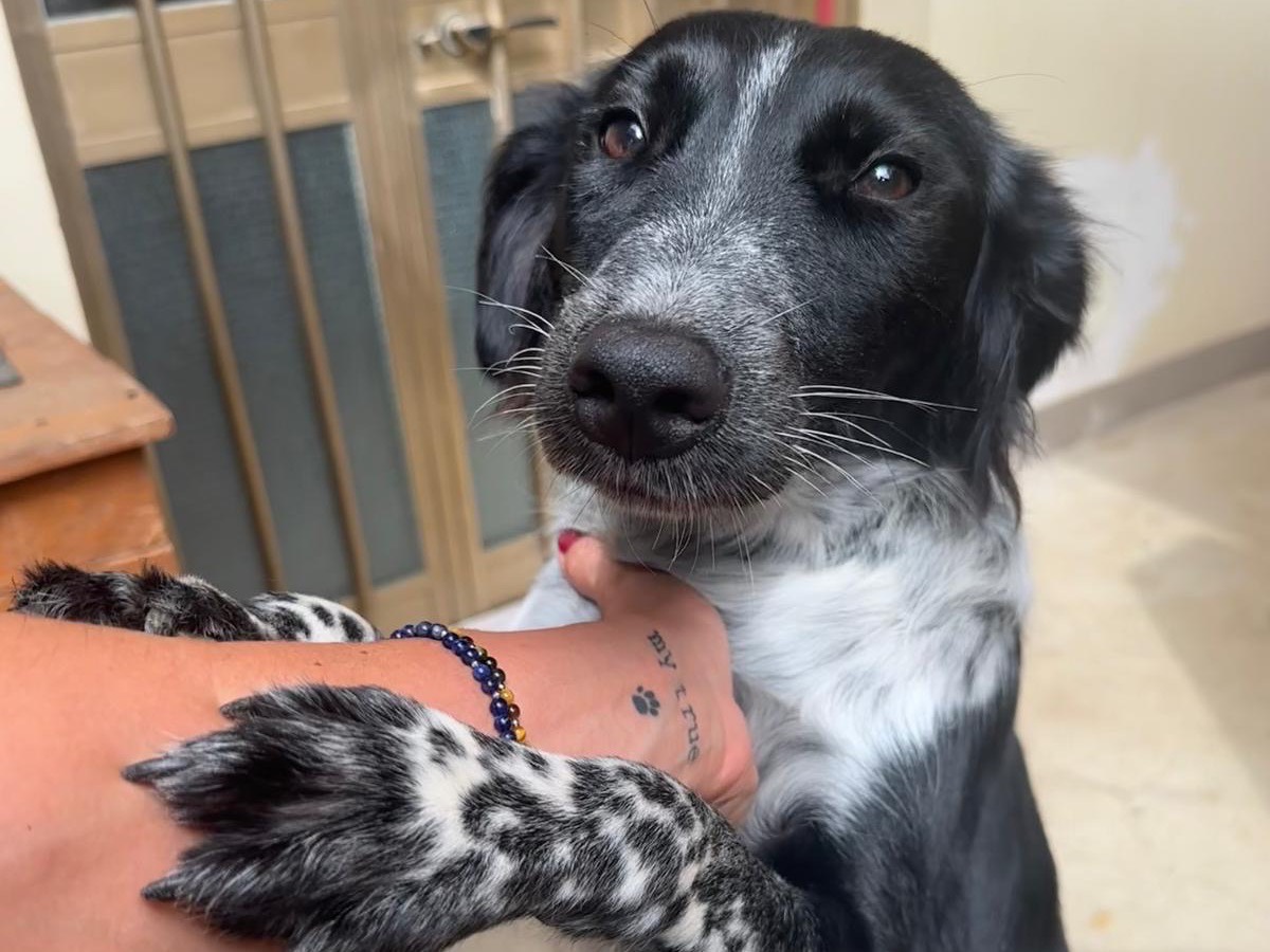 Adozione cane, femmina, Setter Inglese Razza sconosciuta, 1 anno e 4 mesi, taglia media contenuta, Teramo
