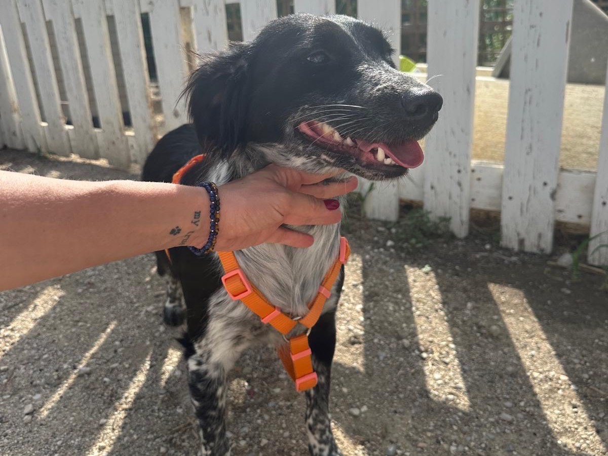 Adotta un cane, femmina, 1 anno e 4 mesi, Teramo
