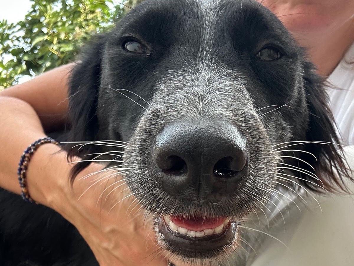 Adotta un cane, taglia media contenuta, femmina, Teramo