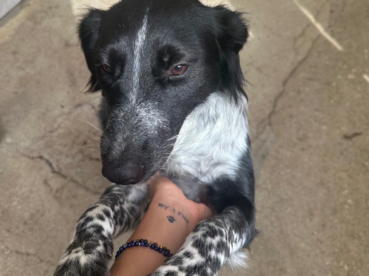 Vuoi adottare un cane a Teramo?