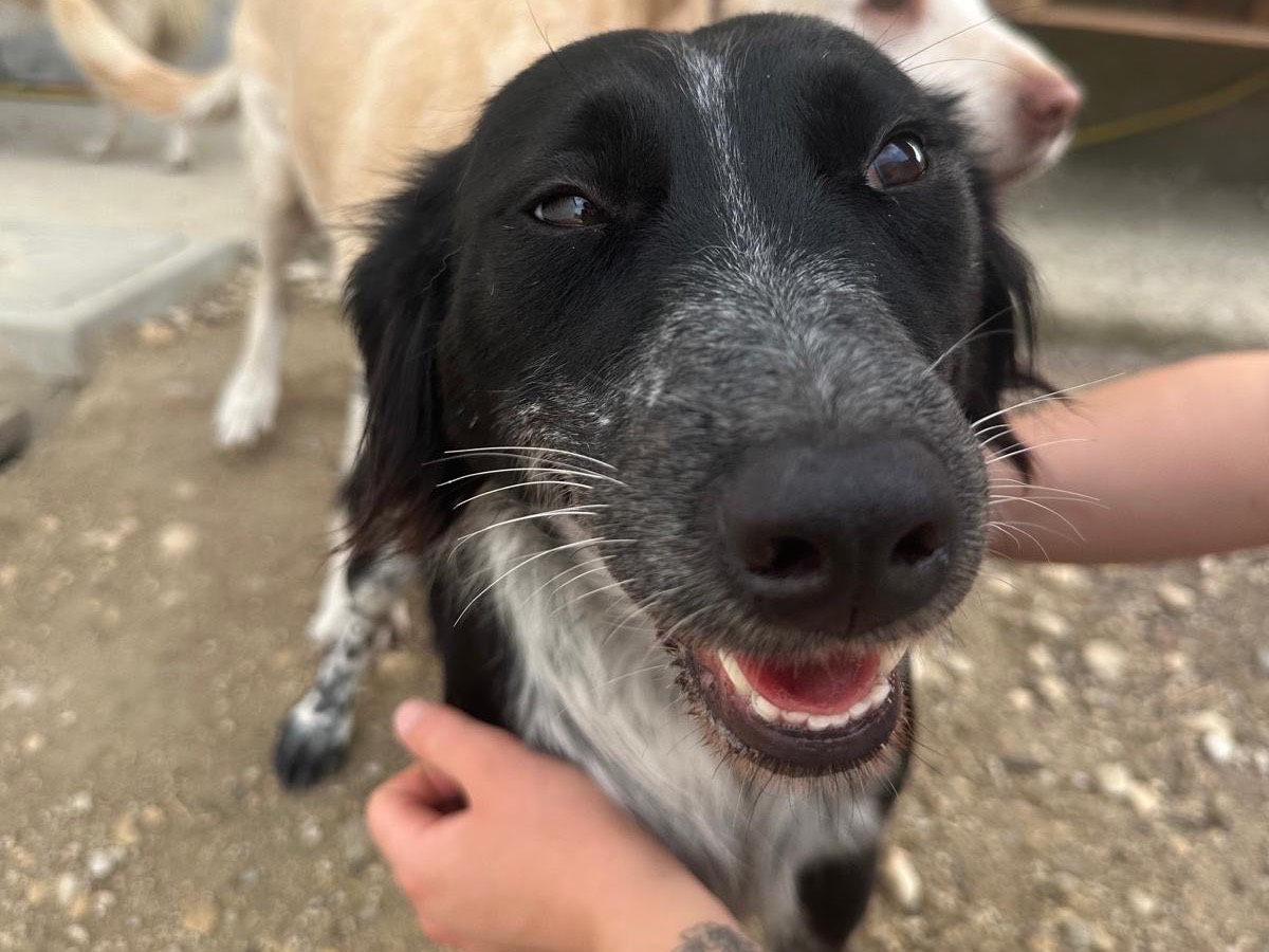 Adotta il cane Tiramisù  a Teramo
