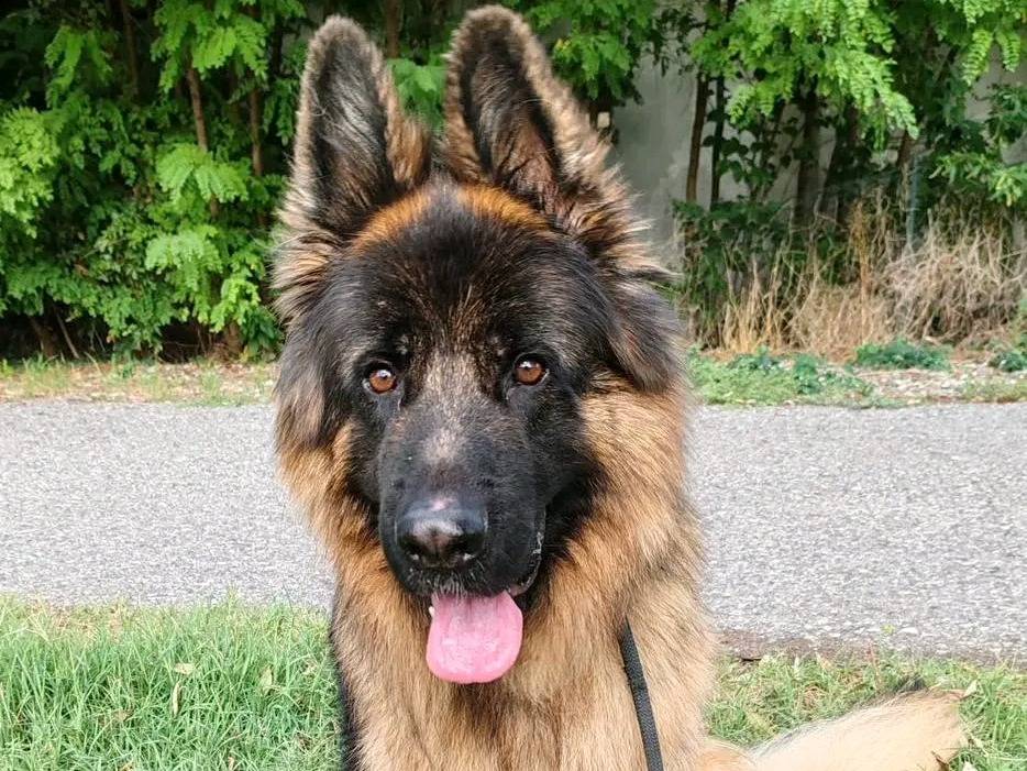 Adozione cane, maschio, Pastore tedesco Razza sconosciuta, 3 anni e 2 mesi, taglia grande, Cremona