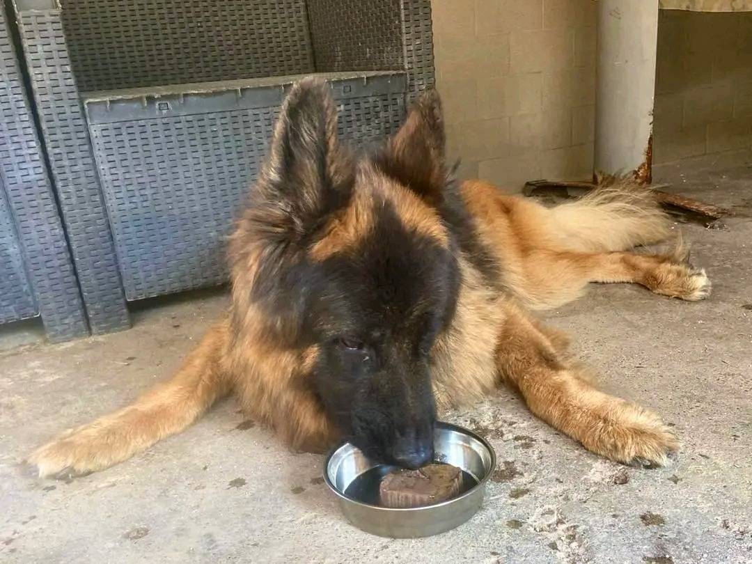 Adotta un cane, taglia grande, maschio, Cremona