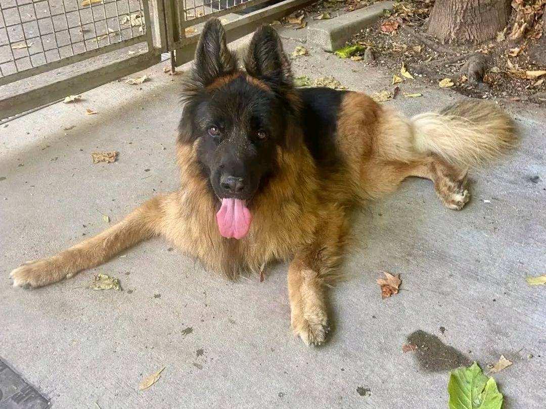 Vuoi adottare un cane a Cremona?