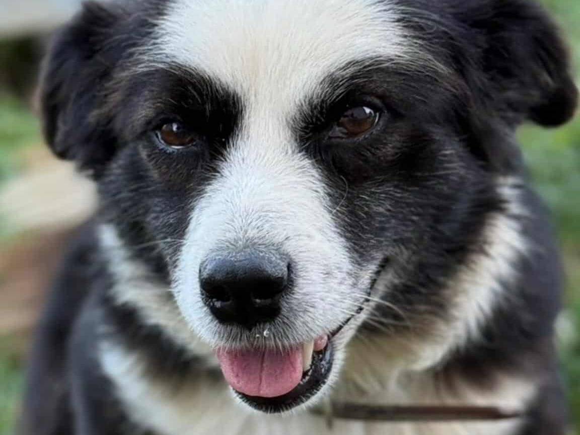 Adozione cane, maschio, Razza sconosciuta Razza sconosciuta, 1 anno, taglia piccola, Firenze