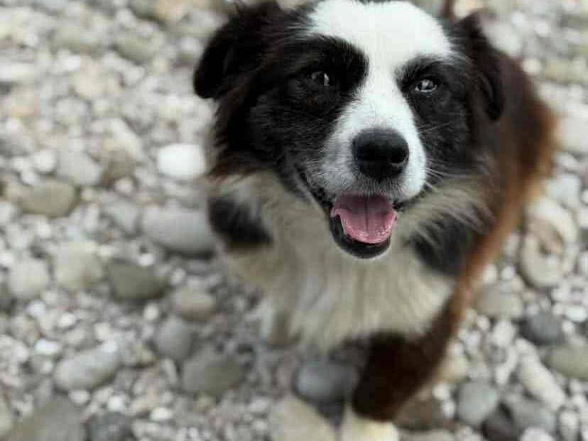 Adotta un cane, maschio, 1 anno, Firenze
