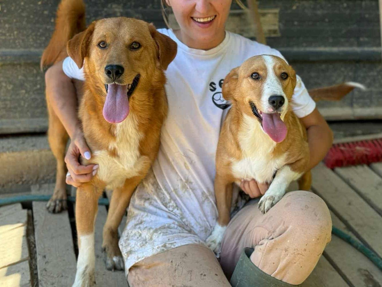 Adotta un cane, femmina, 1 anno e 5 mesi, Firenze