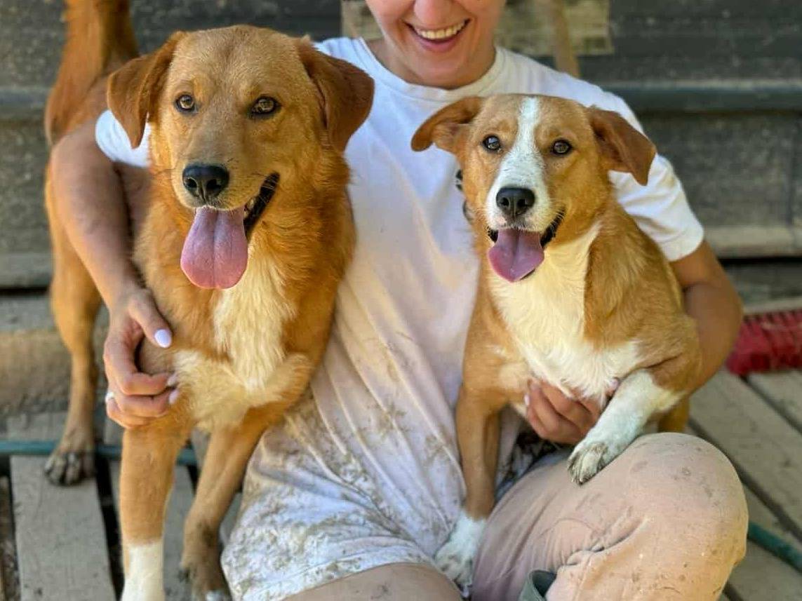 Adotta un cane, taglia media contenuta, femmina, Firenze