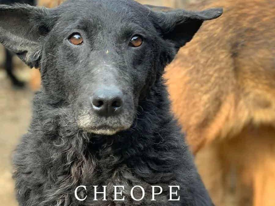 Adozione cane, femmina, Razza sconosciuta Razza sconosciuta, 4 anni e 9 mesi, taglia media, Firenze