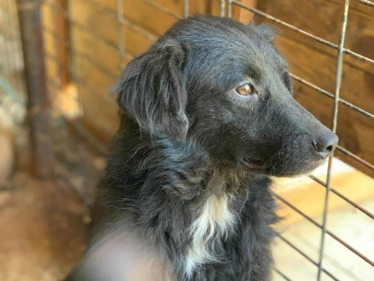 Adotta un cane, femmina, 4 anni e 9 mesi, Firenze