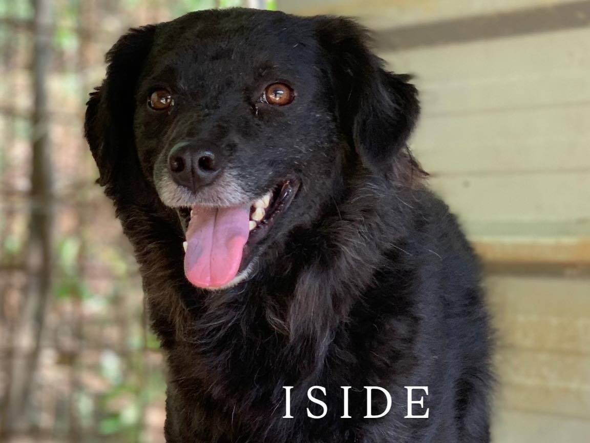 Adotta un cane, taglia media, femmina, Firenze