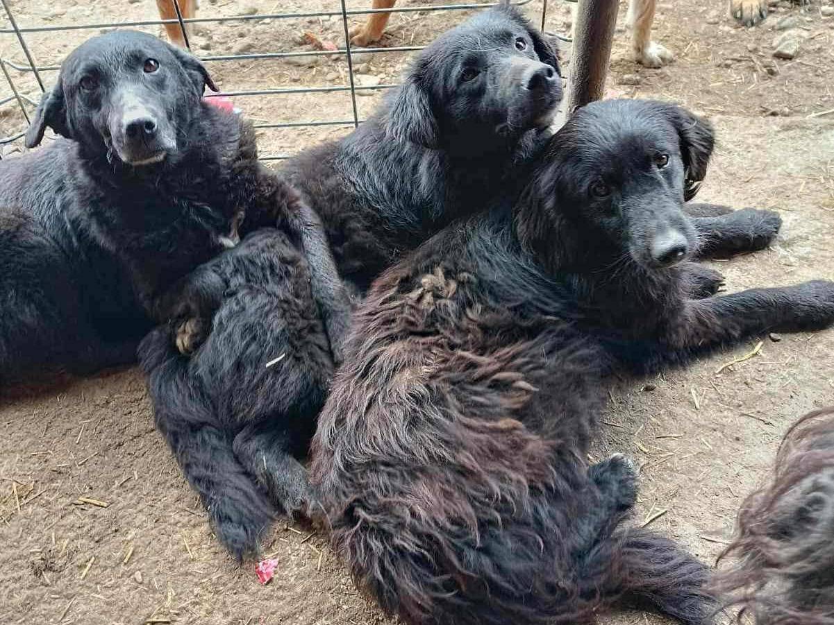 Vuoi adottare un cane a Firenze?
