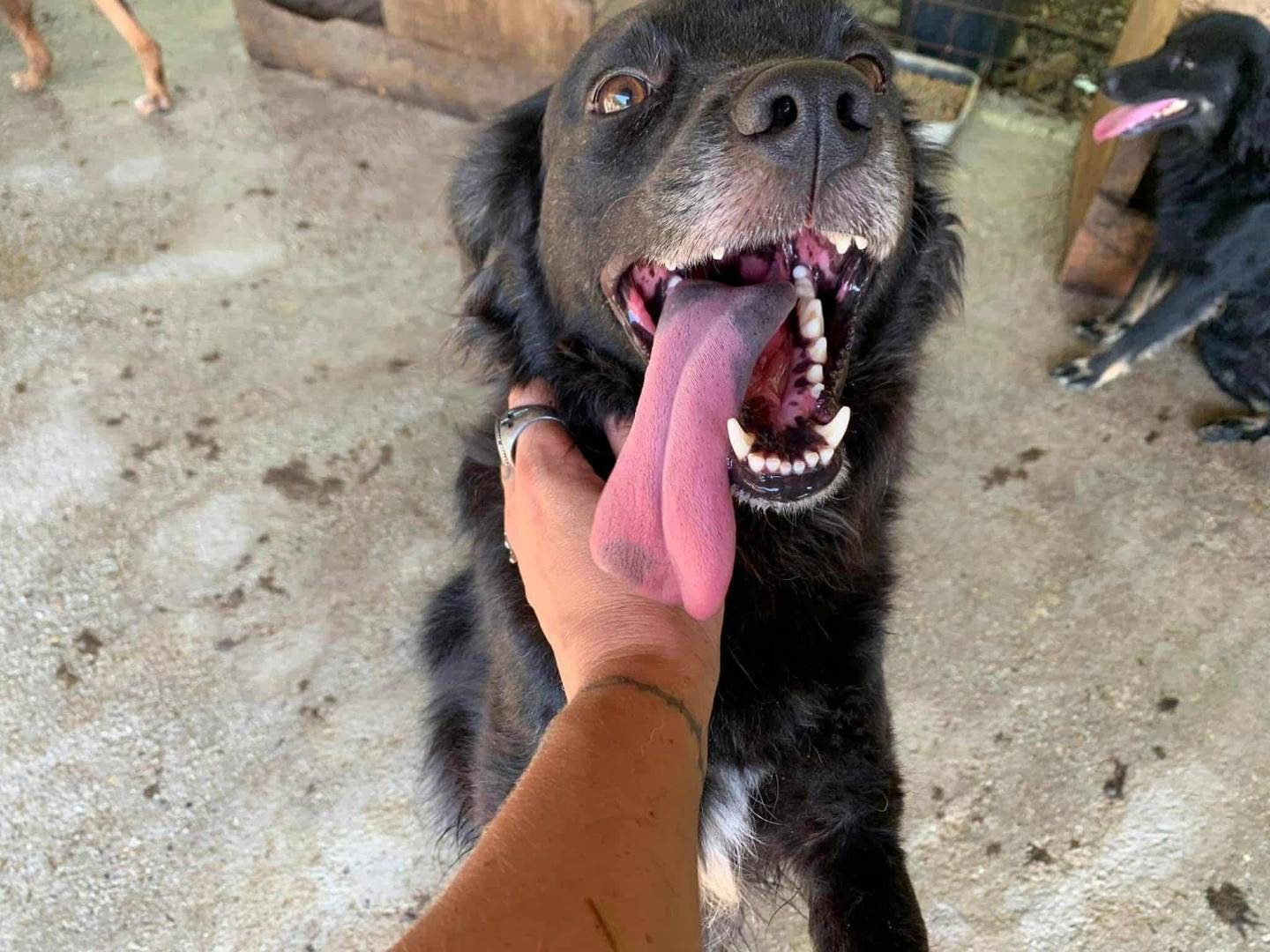 Adotta il cane CHEOPE e ISIDE a Firenze