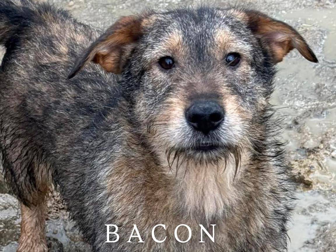 Adozione cane, maschio, Razza sconosciuta Razza sconosciuta, 3 anni e 1 mese, taglia media, Firenze