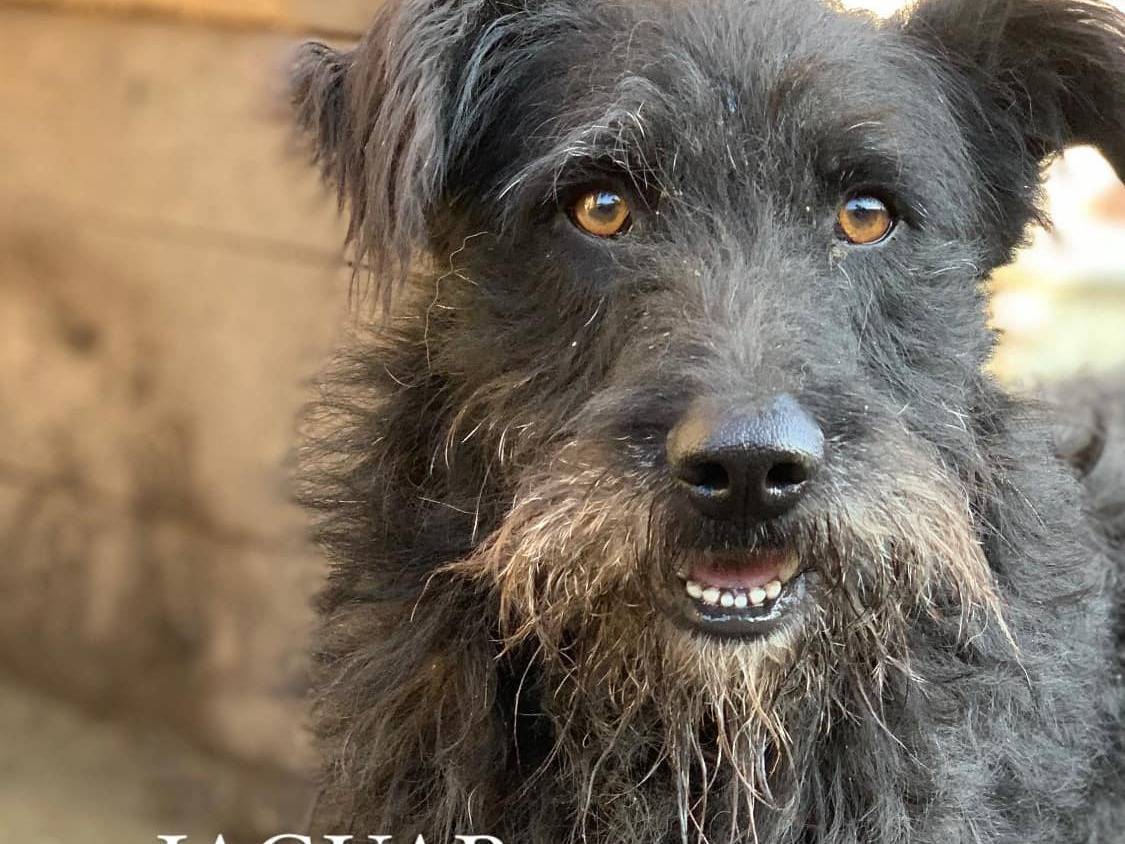 Adotta un cane, maschio, 3 anni e 1 mese, Firenze
