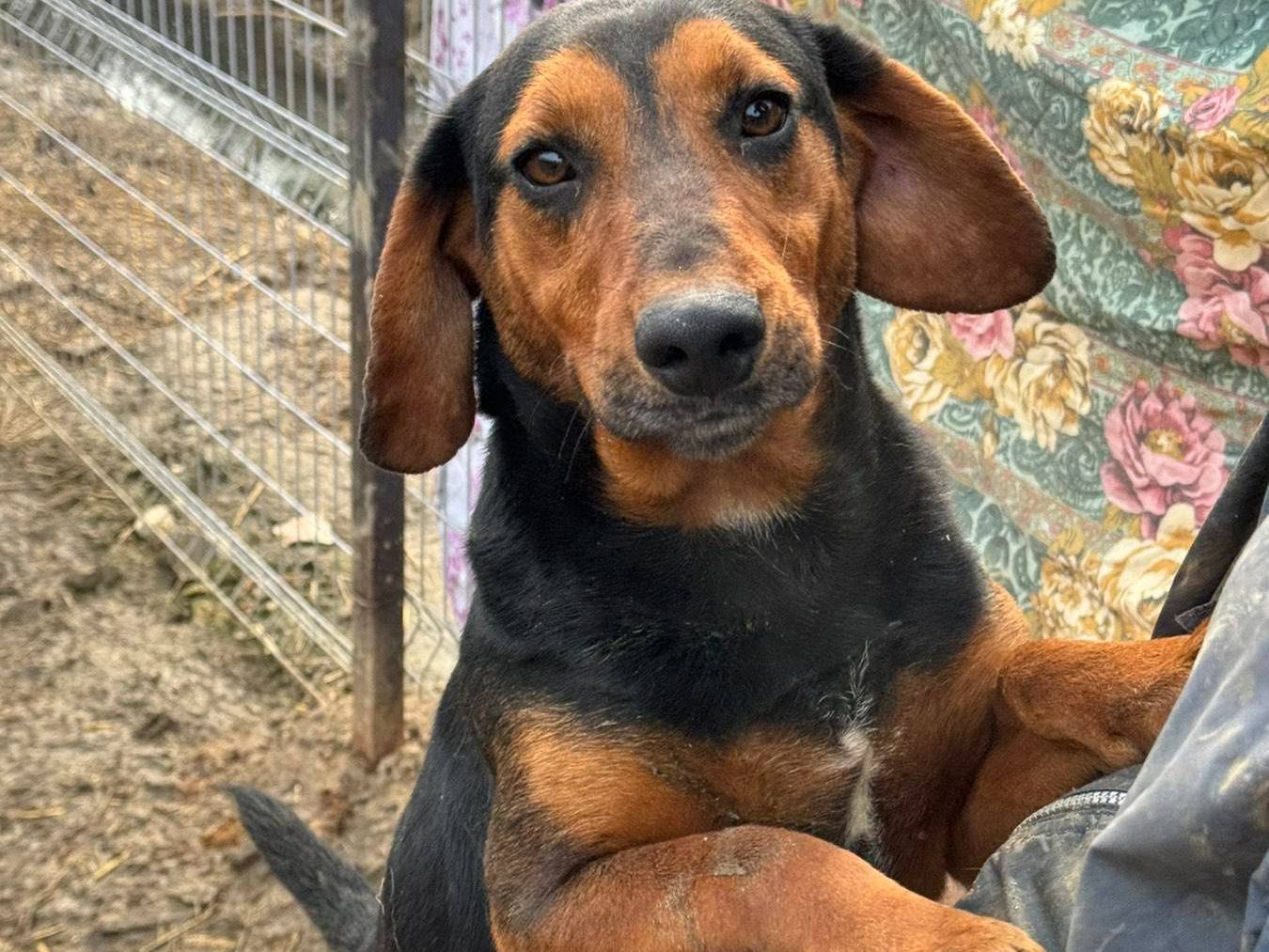 Adozione cane, maschio, Segugio Razza sconosciuta, 1 anno, taglia media, Firenze