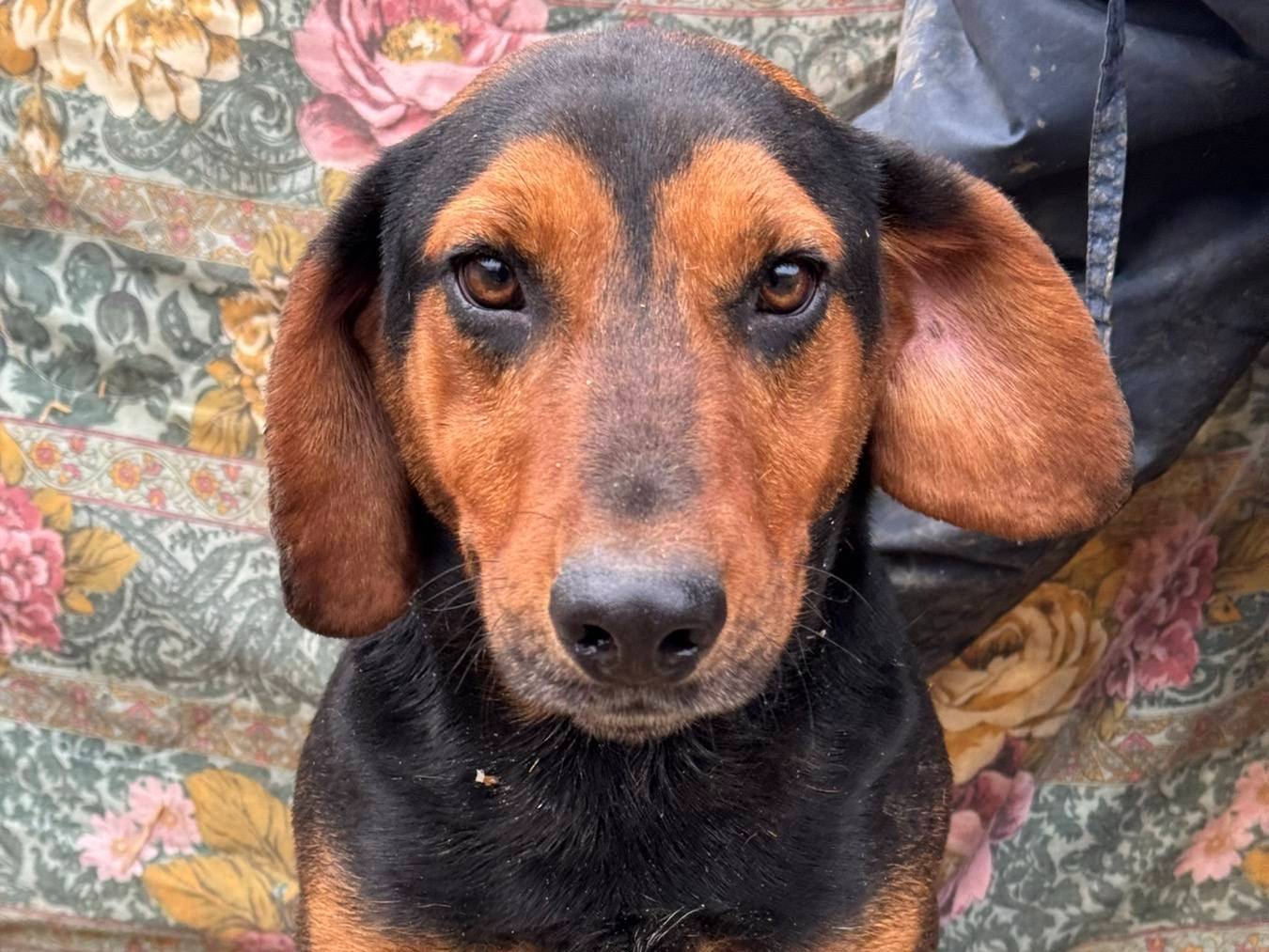 Adotta un cane, maschio, 1 anno, Firenze