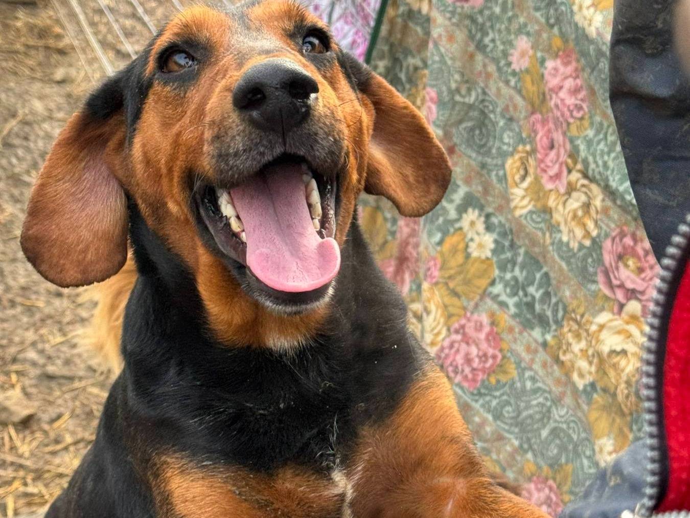 Adotta un cane, taglia media, maschio, Firenze