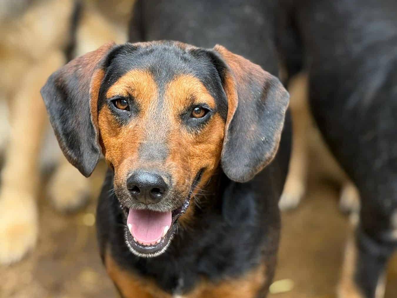 Adotta il cane ULTIMO a Firenze