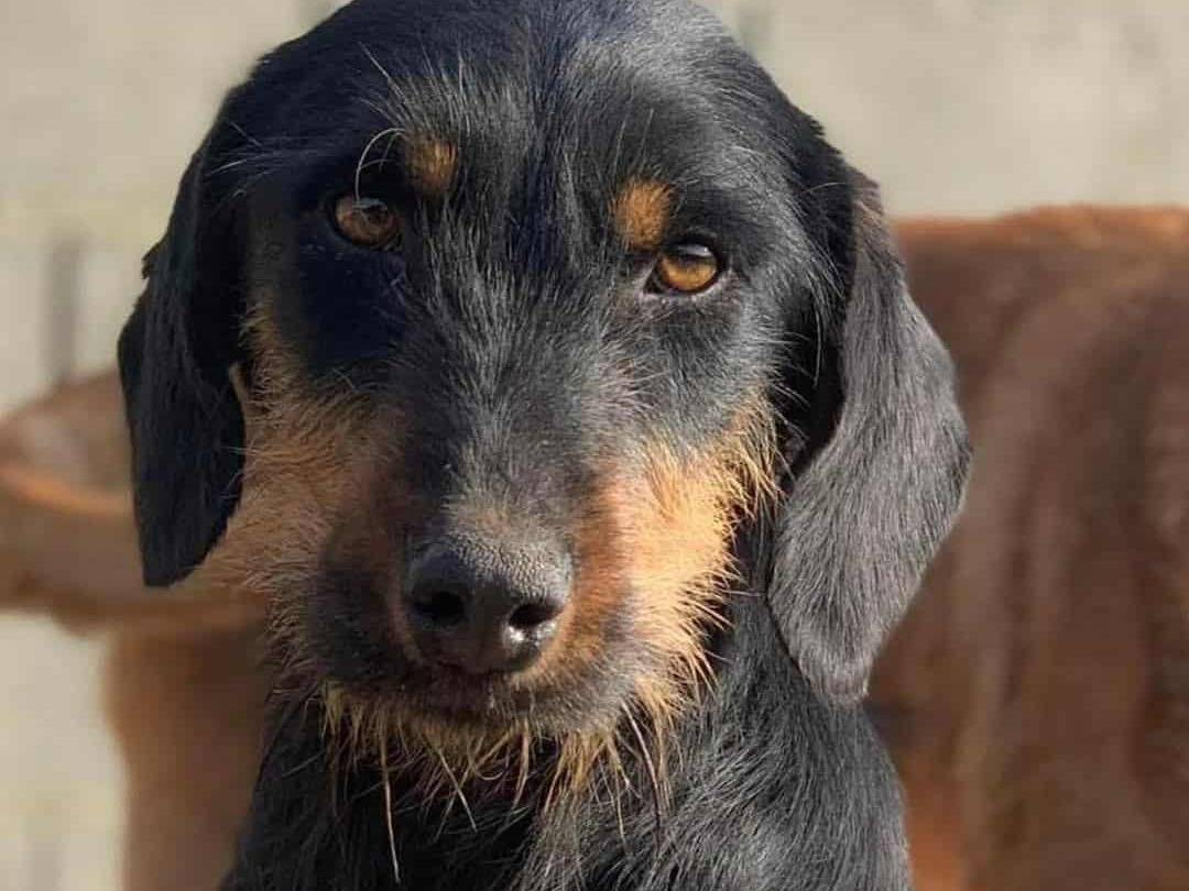 Adozione cane, femmina, Razza sconosciuta Razza sconosciuta, 2 anni e 11 mesi, taglia media contenuta, Firenze