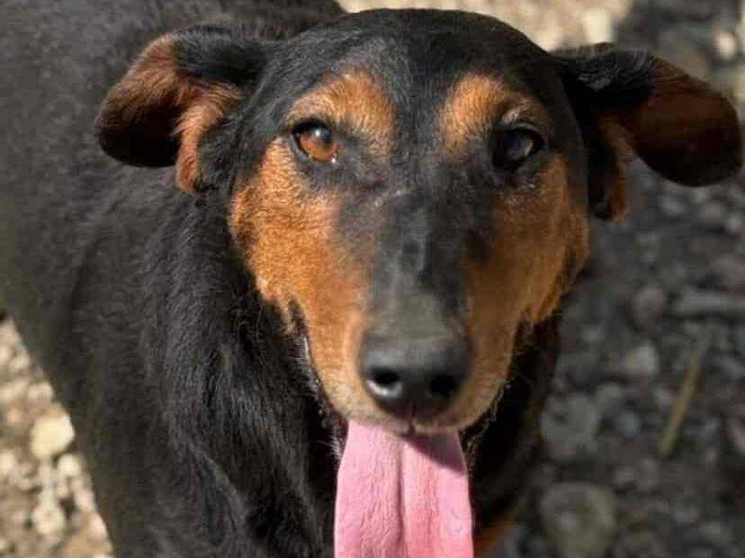 Adotta un cane, femmina, 2 anni e 11 mesi, Firenze