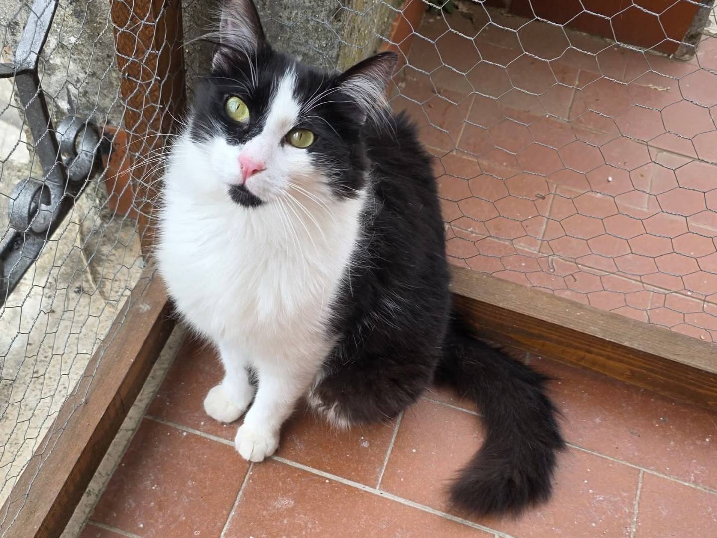 Adozione gatto, maschio, Razza sconosciuta Razza sconosciuta, 2 anni e 5 mesi, taglia non valida, Roma