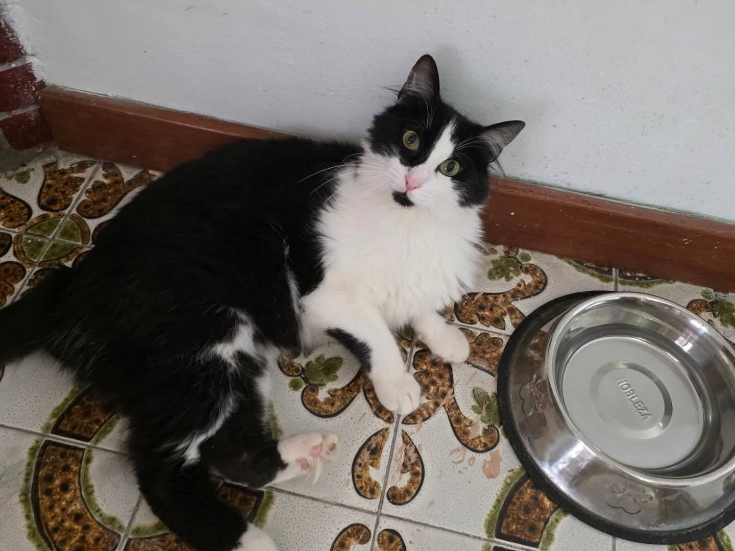 Adotta un gatto, maschio, 2 anni e 5 mesi, Roma