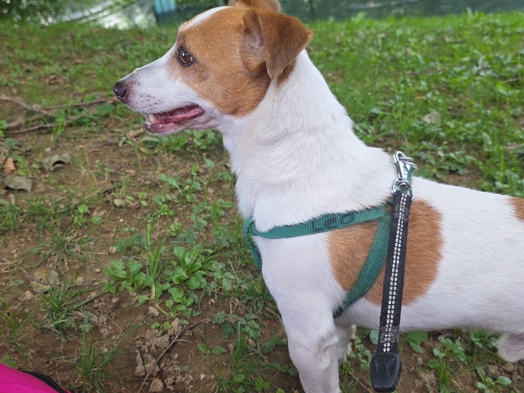 Adozione cane, maschio, Jack Russell Terrier Razza sconosciuta, 7 anni e 9 mesi, taglia piccola, Milano