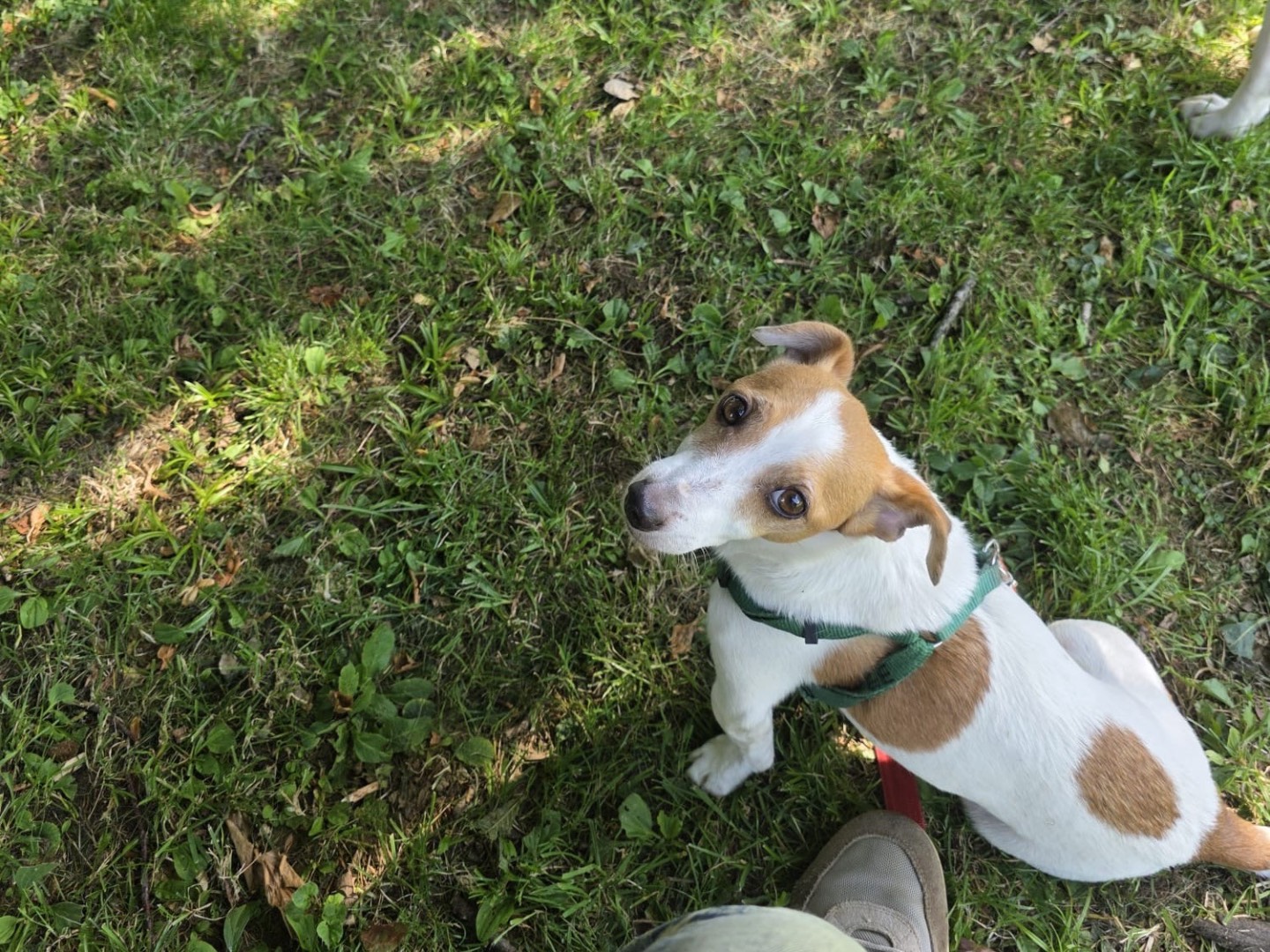 Adotta un cane, maschio, 7 anni e 9 mesi, Milano