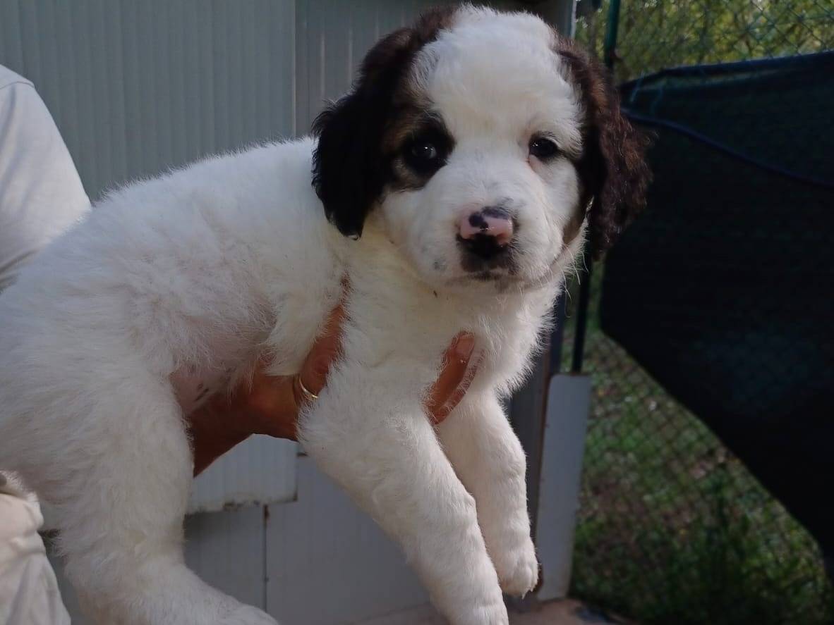 Adozione cane, femmina, Razza sconosciuta Razza sconosciuta, 1 mesi, taglia media, Frosinone
