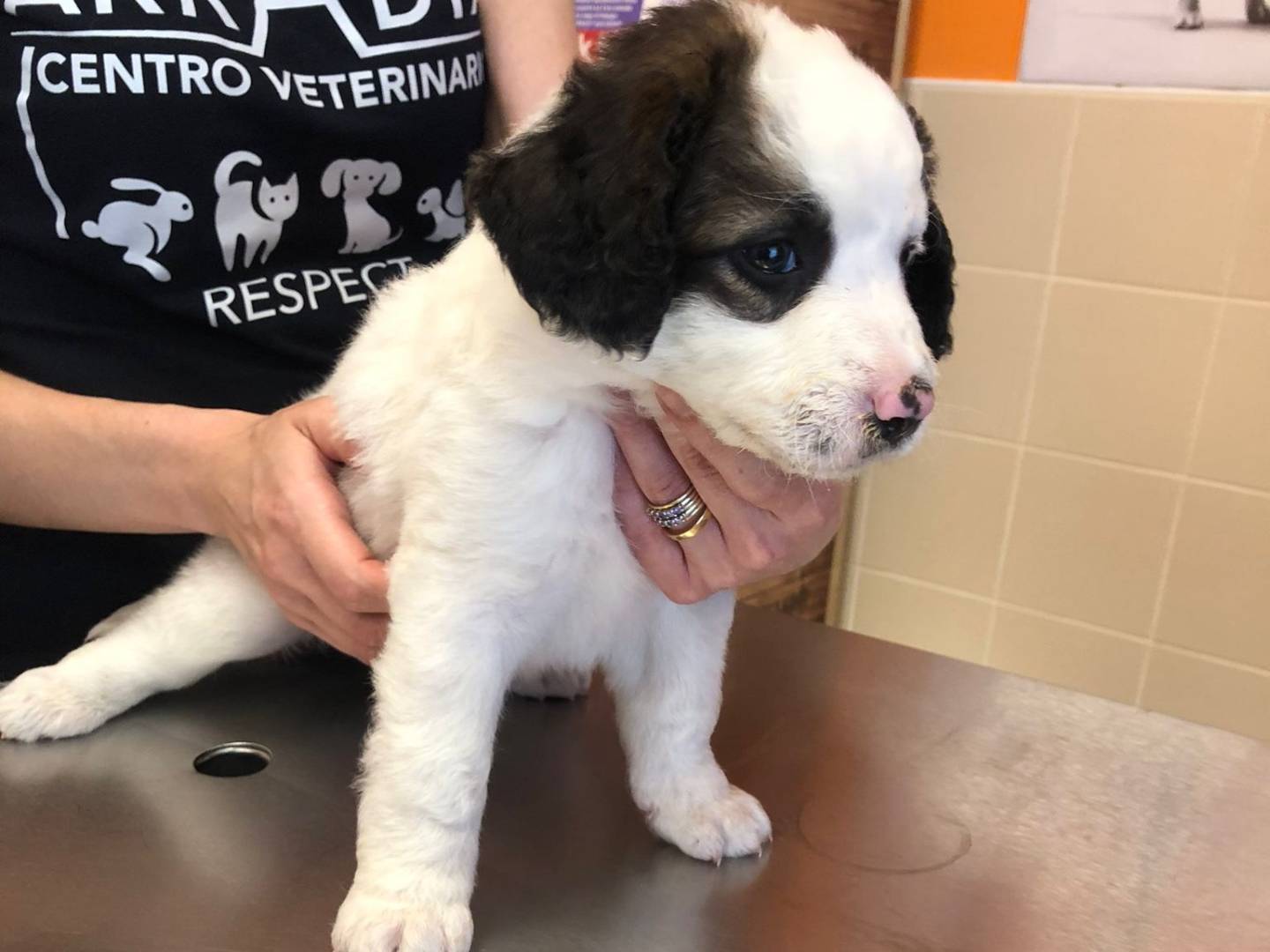 Adotta un cane, taglia media, femmina, Frosinone