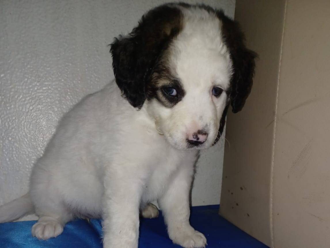 Vuoi adottare un cane a Frosinone?