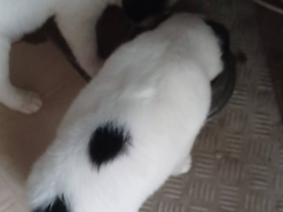 Adotta il cane NUKA a Frosinone