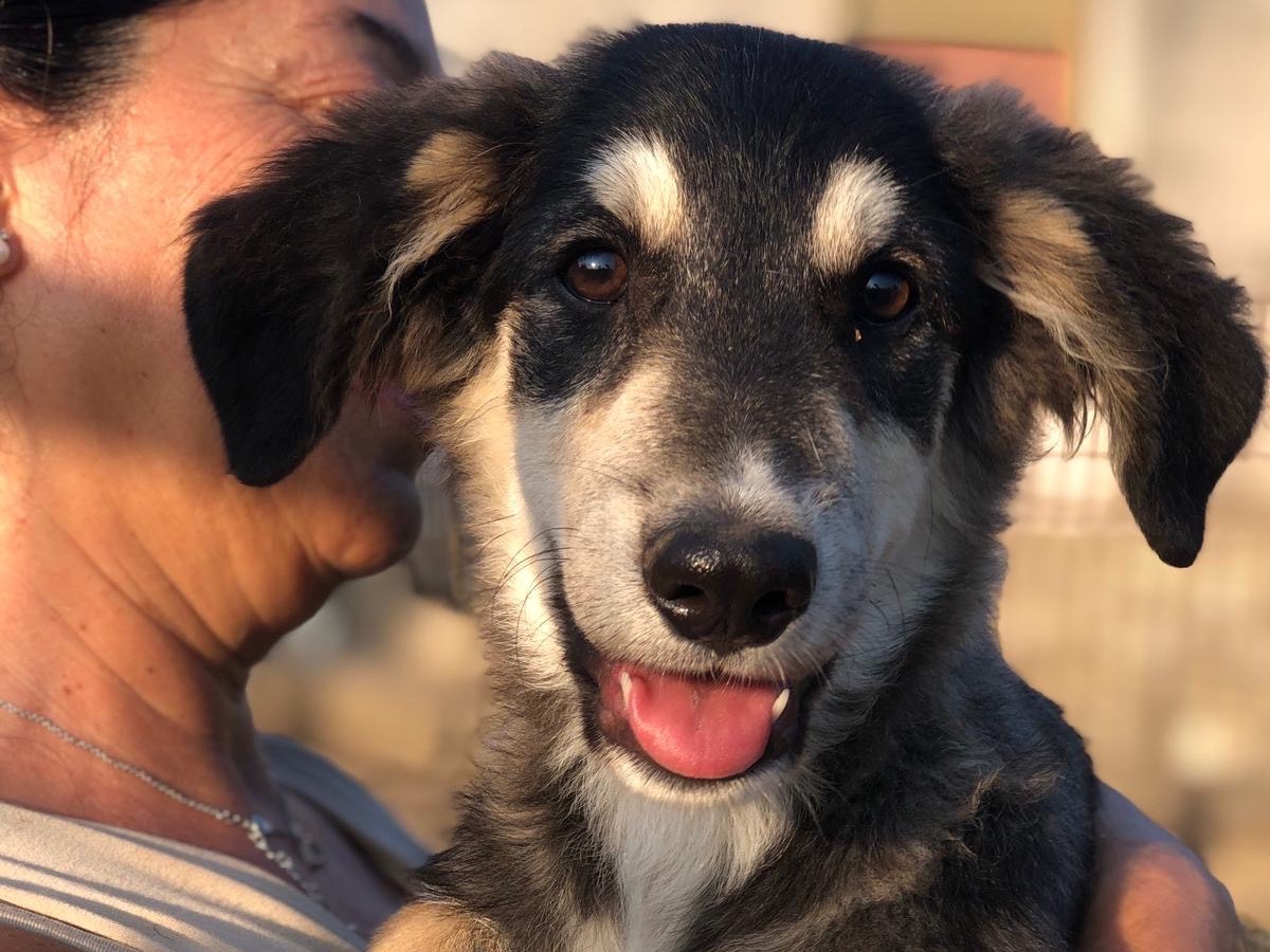 Adozione cane, maschio, Pastore tedesco Beagle , 2 mesi, taglia media, Siracusa