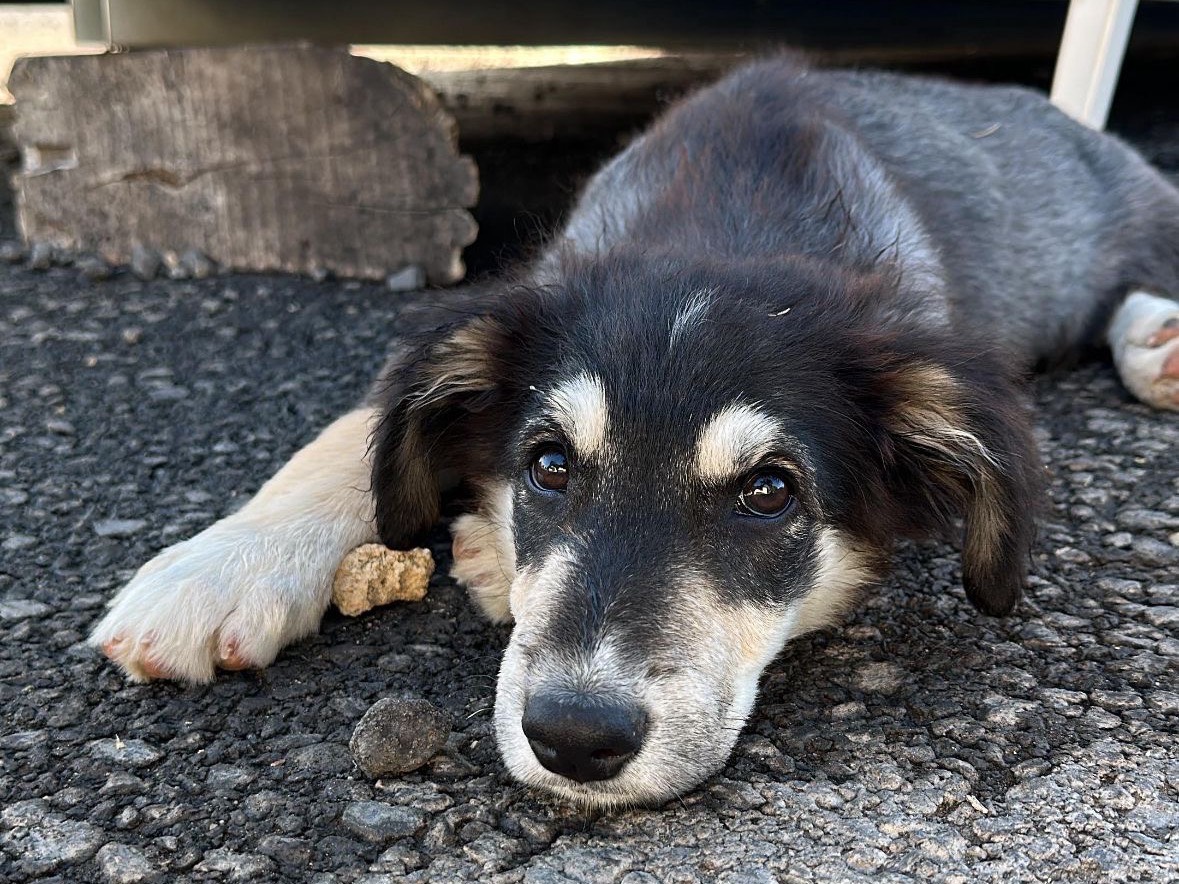 Adotta un cane, maschio, 2 mesi, Siracusa
