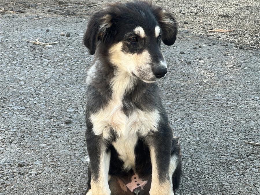 Adotta un cane, taglia media, maschio, Siracusa
