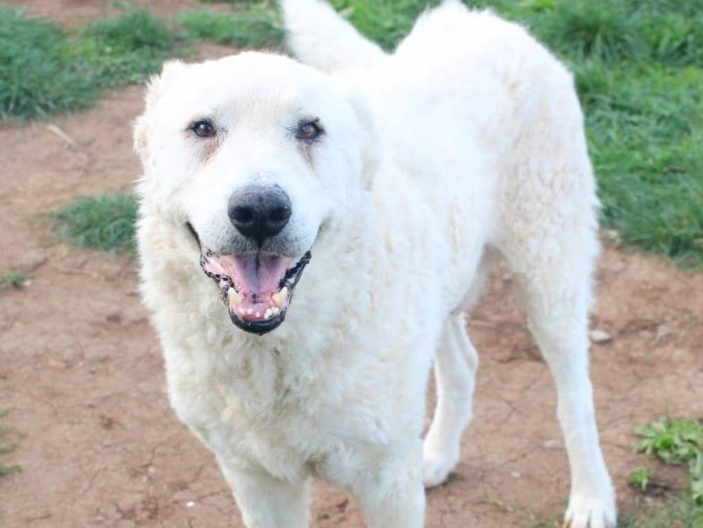 Adozione cane, maschio, Pastore maremmano Razza sconosciuta, 6 anni, taglia gigante, Varese