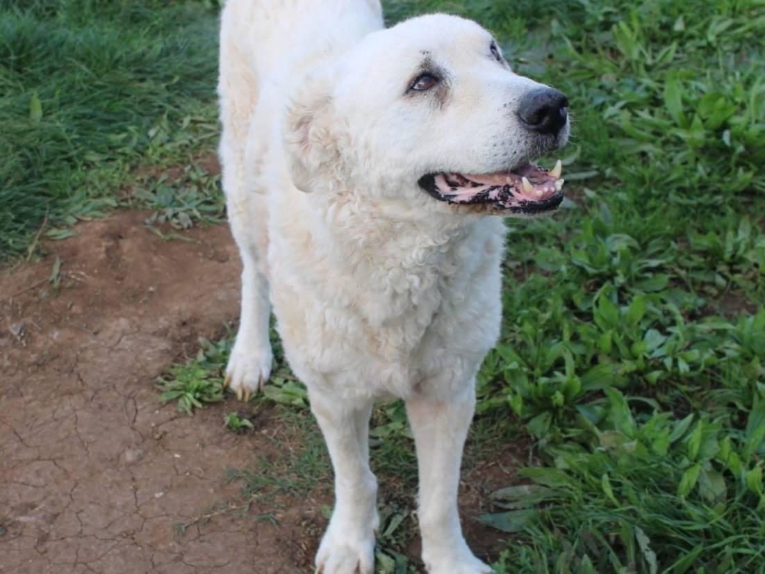 Adotta un cane, maschio, 6 anni, Varese