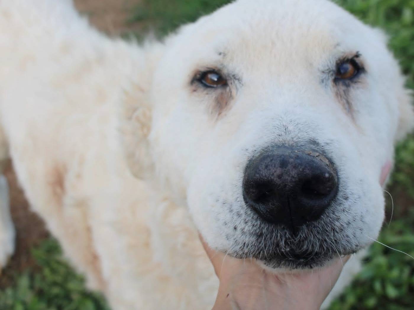 Vuoi adottare un cane a Varese?