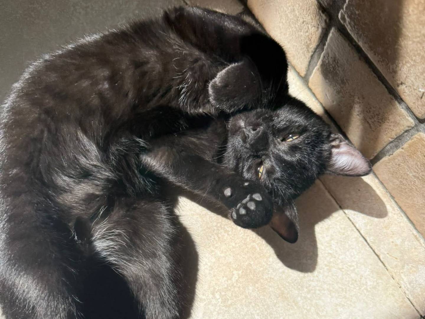 Adozione gatto, femmina, Razza sconosciuta Razza sconosciuta, 9 mesi, taglia non valida, Bari